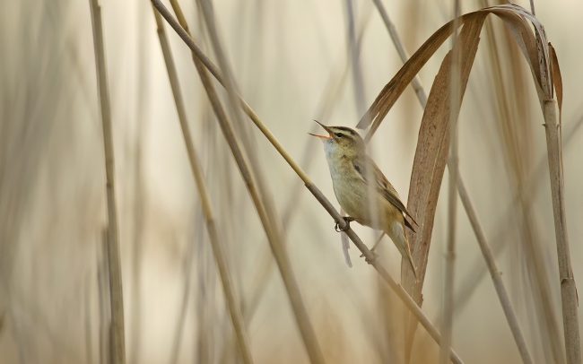 Trsteniarik pásikový (Acrocephalus schoenobaenus), Žitný ostrov