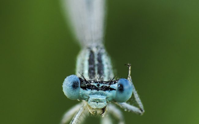 Blue featherleg (Platycnemis pennipes), Great Rye Island, Slovakia