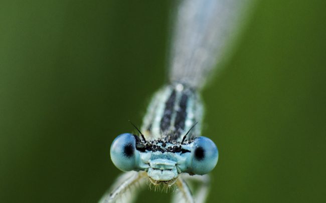 Šidielko ploskonohé (Platycnemis pennipes), Žitný ostrov