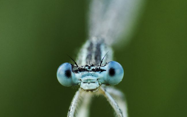 Széleslábú szitakötő (Platycnemis pennipes), Csallóköz