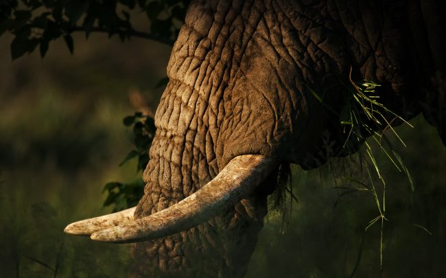Slon africký (Loxodonta africana), Národný park Kruger, Južná Afrika