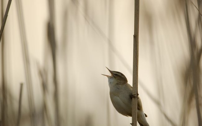 Trsteniarik pásikový (Acrocephalus schoenobaenus), Žitný ostrov
