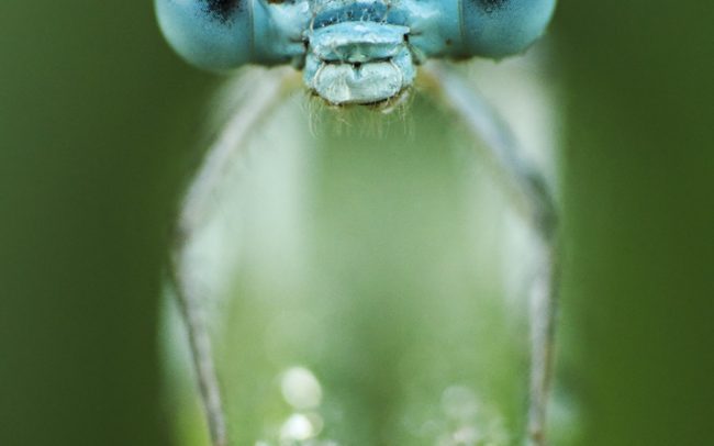 Šidielko ploskonohé (Platycnemis pennipes), Žitný ostrov