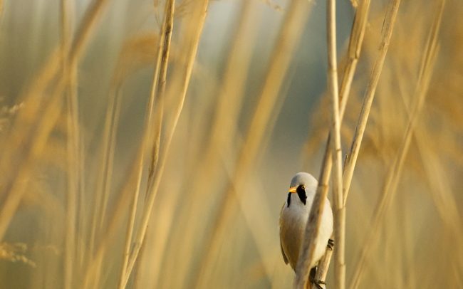 Barkóscinege (Panurus biarmicus), Csallóköz