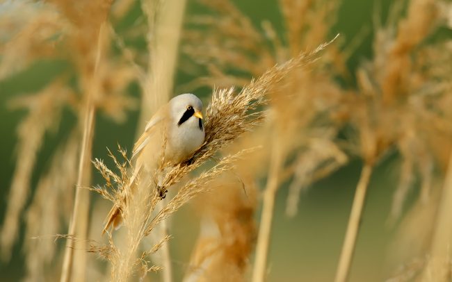 Fúzatka trstinová (Panurus biarmicus), Žitný ostrov