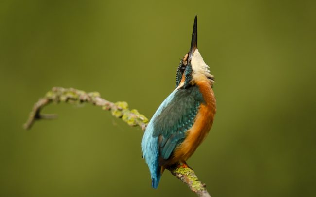 Rybárik riečny (Alcedo atthis), Žitný ostrov