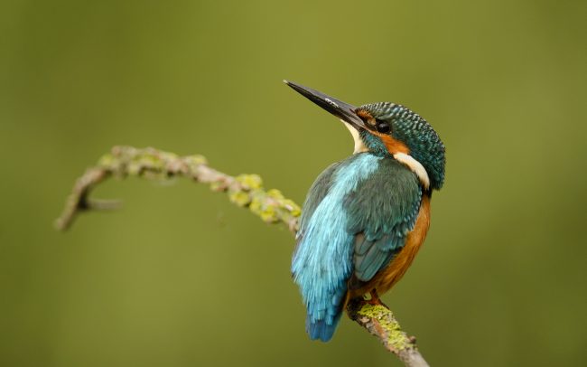 Rybárik riečny (Alcedo atthis), Žitný ostrov