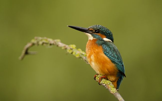 Rybárik riečny (Alcedo atthis), Žitný ostrov