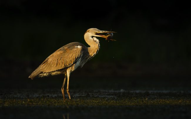Grey Heron (Ardea cinerea), Danube Floodplains Protected Landscape Area, Great Rye Island, Slovakia