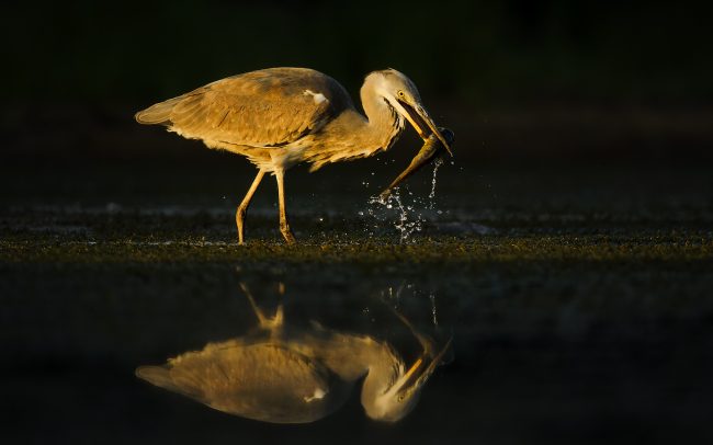 Volavka popolavá (Ardea cinerea), CHKO Dunajské luhy, Žitný ostrov