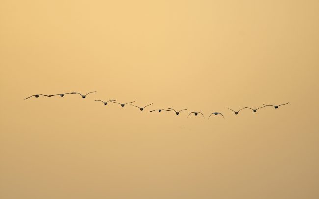 Bütykös hattyú (Cygnus olor), Csallóköz