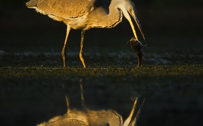 Volavka popolavá (Ardea cinerea), CHKO Dunajské luhy, Žitný ostrov