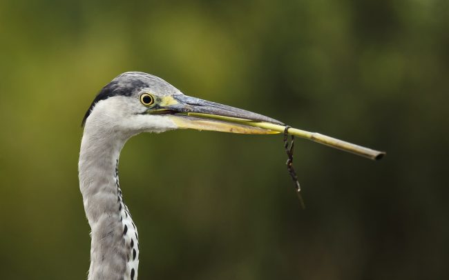 Volavka popolavá (Ardea cinerea), Žitný ostrov