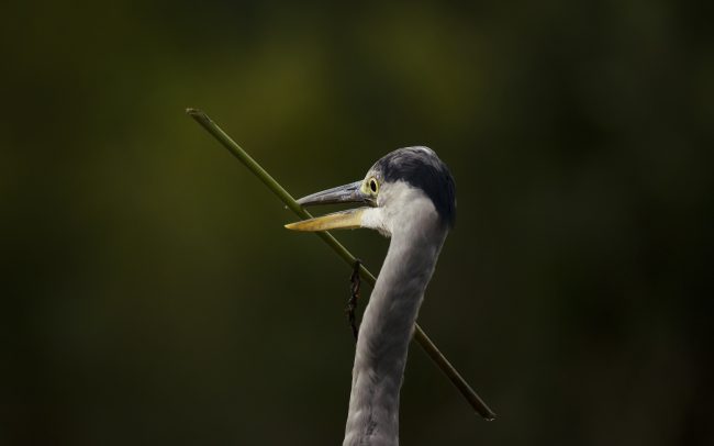 Volavka popolavá (Ardea cinerea), Žitný ostrov