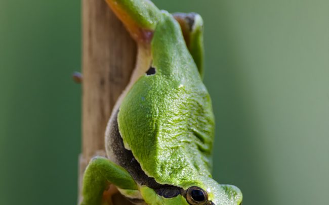 Rosnička zelená (Hyla arborea), CHKO Dunajské luhy, Žitný ostrov