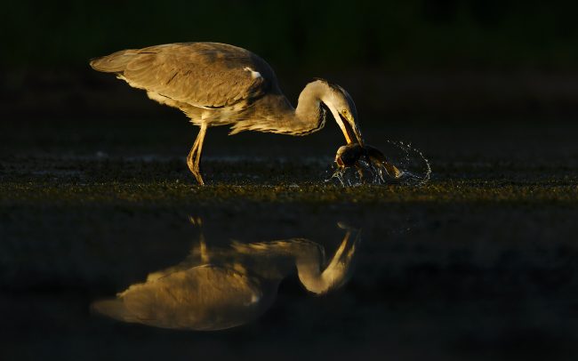 Volavka popolavá (Ardea cinerea), CHKO Dunajské luhy, Žitný ostrov