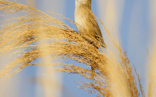 Nádi tücsökmadár (Locustella luscinioides), Csallóköz