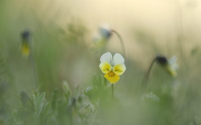 Fialka roľná (Viola arvensis), CHKO Dunajské luhy, Žitný ostrov