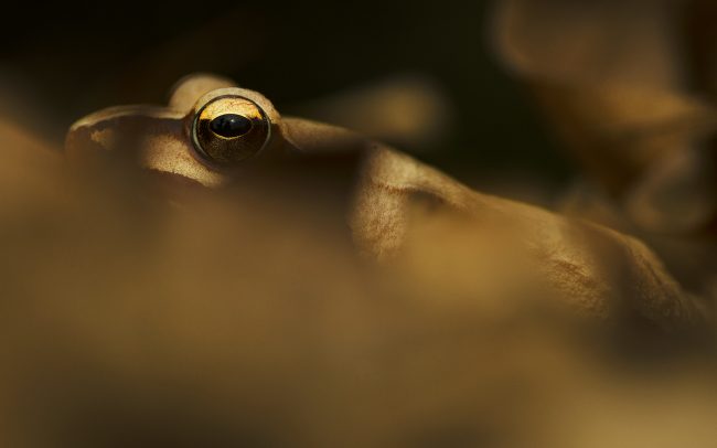 Erdei béka (Rana dalmatina), Csallóköz