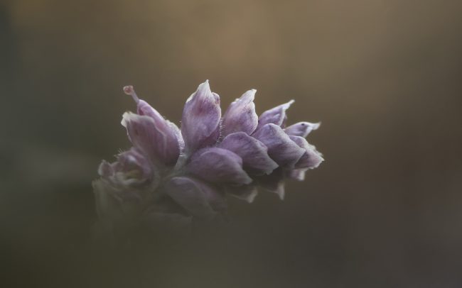 Zubovník šupinatý (Lathraea squamaria), Žitný ostrov