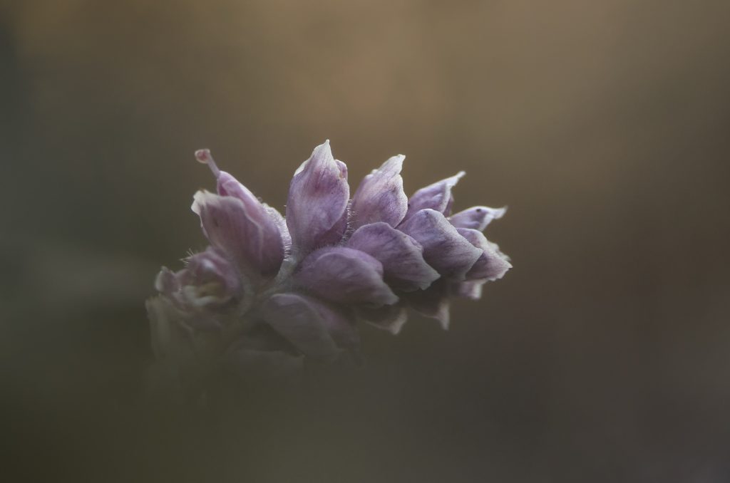 Kónya vicsorgó (Lathraea squamaria), Csallóköz