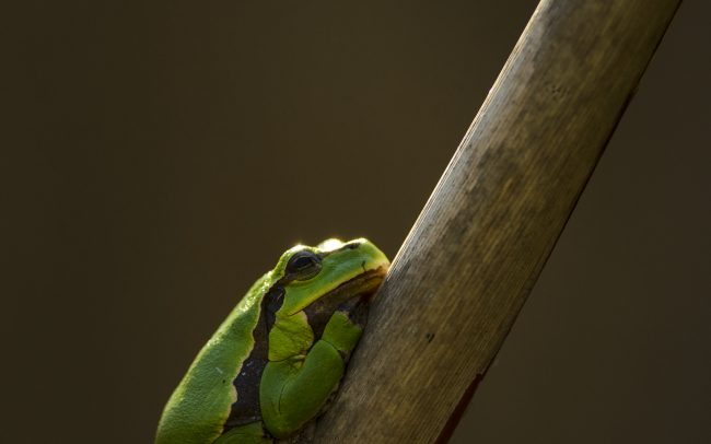 Rosnička zelená (Hyla arborea), CHKO Dunajské luhy, Žitný ostrov
