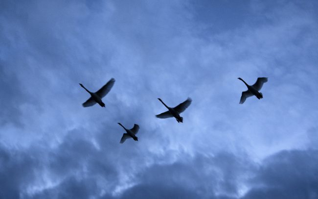 Bütykös hattyú (Cygnus olor), Csallóköz
