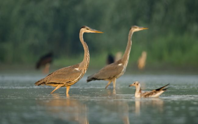 Grey Heron (Ardea cinerea), Danube Floodplains Protected Landscape Area, Great Rye Island, Slovakia