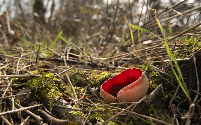 Ohnivec šarlátový (Sarcoscypha coccinea), Žitný ostrov