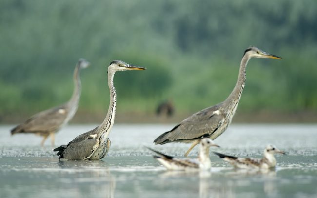 Szürke gém (Ardea cinerea), Duna menti erdők Tájvédelmi Körzet, Csallóköz