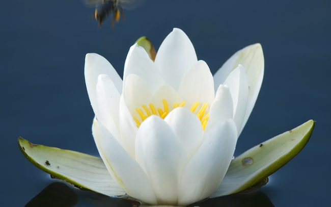 Lekno biele (Nymphaea alba), CHKO Boronka-mellék, Maďarsko