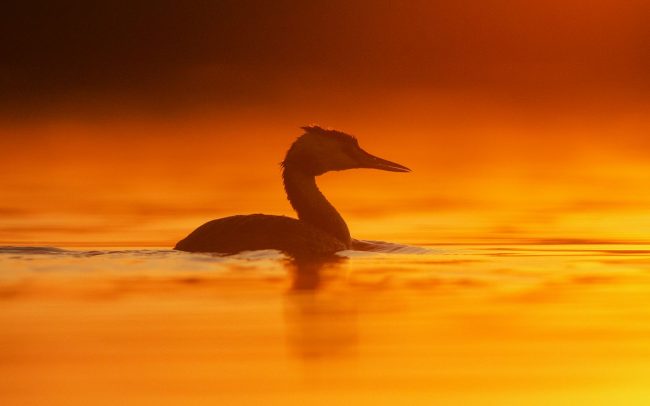 Búbos vöcsök (Podiceps cristatus), Csallóköz