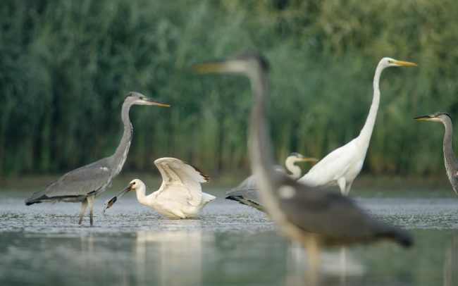 Lyžičiar biely (Platalea leucorodia), CHKO Dunajské luhy, Žitný ostrov