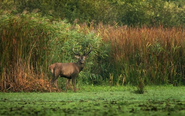Jeleň lesný (Cervus elaphus), CHKO Boronka-mellék, Maďarsko