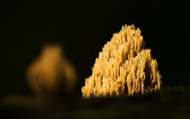 Strapačka (Ramaria sp.), CHKO Dunajské luhy, Žitný ostrov