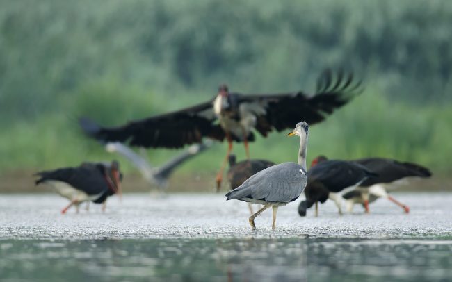 Volavka popolavá (Ardea cinerea), CHKO Dunajské luhy, Žitný ostrov