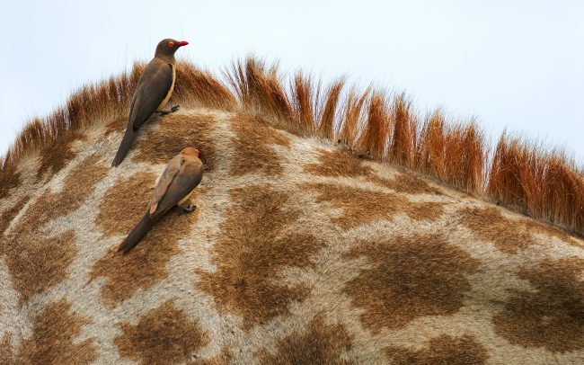 Piroscsőrű nyűvágó (Buphagus erythrorhynchus), Kruger Nemzeti Park, Dél-Afrika