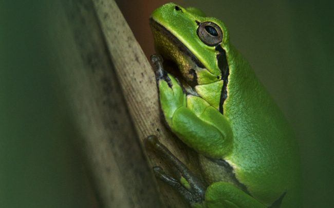 Rosnička zelená (Hyla arborea), CHKO Boronka-mellék, Maďarsko