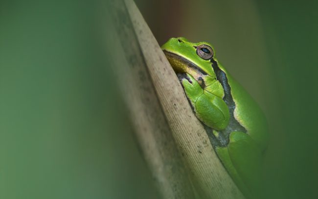 Zöld levelibéka (Hyla arborea), Boronka-melléki Tájvédelmi Körzet, Magyarország