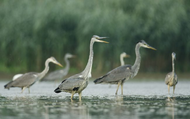 Volavka popolavá (Ardea cinerea), CHKO Dunajské luhy, Žitný ostrov