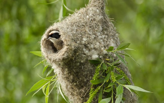 Függőcinege (Remiz pendulinus), Duna menti erdők Tájvédelmi Körzet, Csallóköz