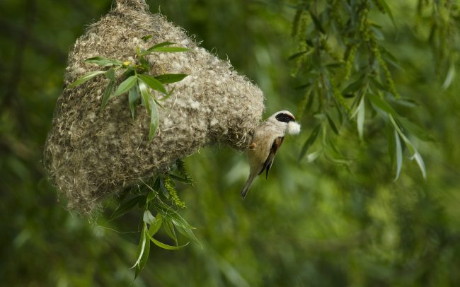 Függőcinege (Remiz pendulinus), Duna menti erdők Tájvédelmi Körzet, Csallóköz