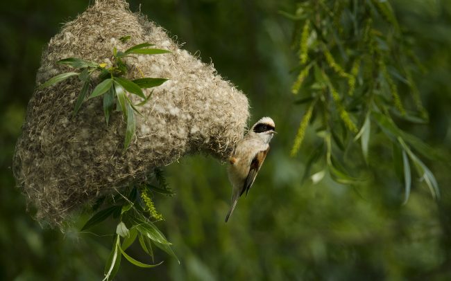 Függőcinege (Remiz pendulinus), Duna menti erdők Tájvédelmi Körzet, Csallóköz