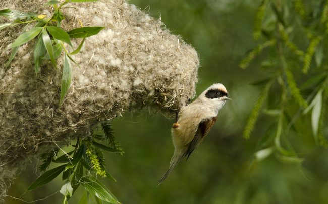 Függőcinege (Remiz pendulinus), Duna menti erdők Tájvédelmi Körzet, Csallóköz