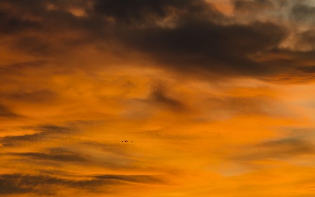 Nagy kárókatona (Phalacrocorax carbo), Csallóköz