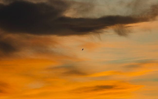 Orliak morský (Haliaeetus albicilla), CHKO Dunajské luhy, Žitný ostrov