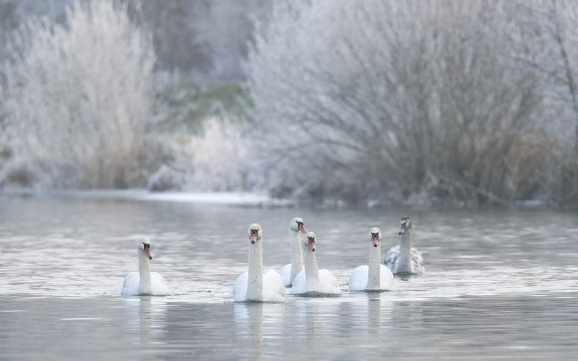 Labuť veľká (Cygnus olor), Žitný ostrov