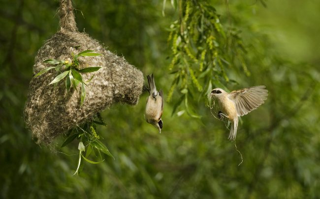 Függőcinege (Remiz pendulinus), Duna menti erdők Tájvédelmi Körzet, Csallóköz