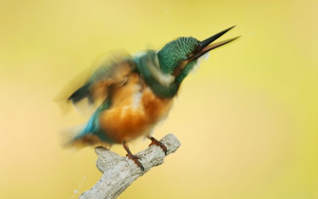 Rybárik riečny (Alcedo atthis), Žitný ostrov