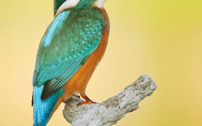 Rybárik riečny (Alcedo atthis), Žitný ostrov